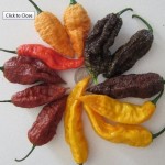 bhutcollection